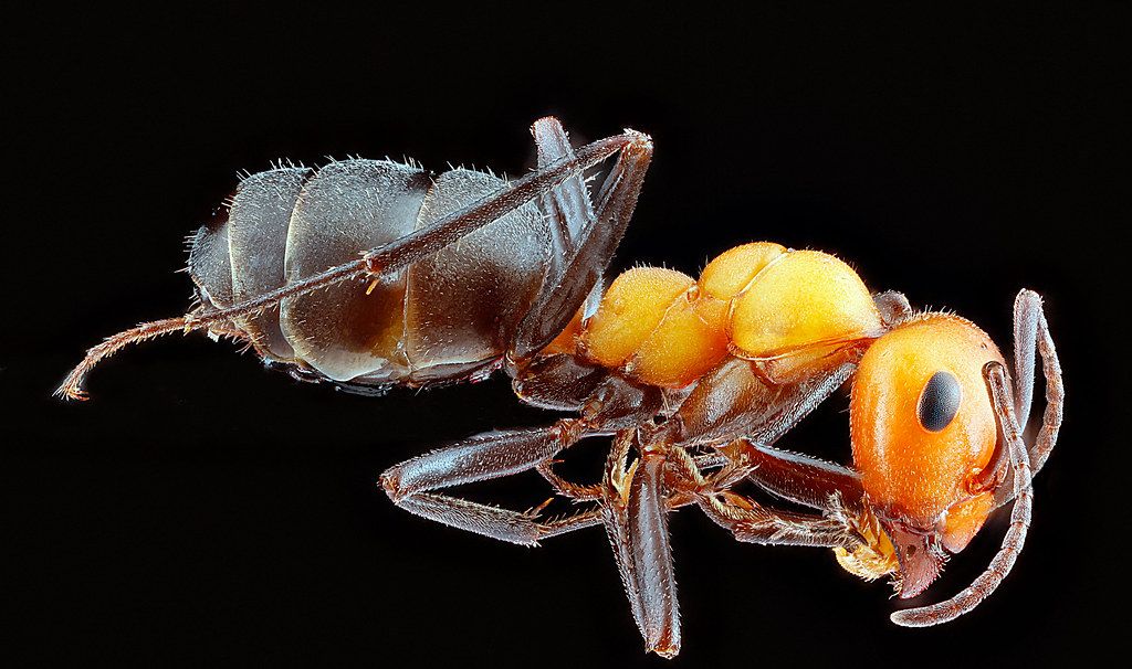Ant Control service in Winston-Salem, NC