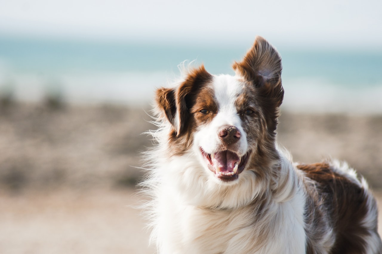 Flea & Tick Control service in Winston-Salem, NC