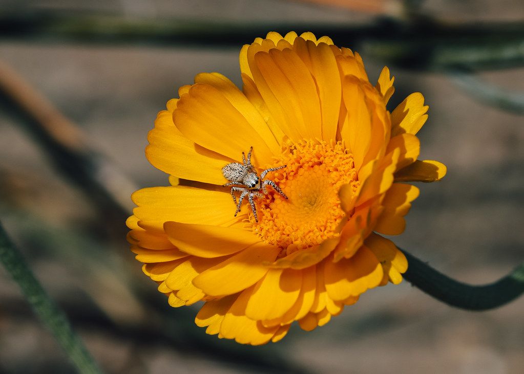 Spider Control service in Winston-Salem, NC